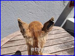 Taxidermie de Faon Taxidermie de Faon