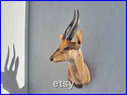 Taxidermie de Guib harnaché Bushbuck Tragelaphus scriptus Taxidermie de Guib harnaché Bushbuck Tragelaphus scriptus