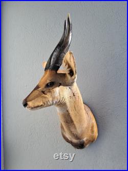 Taxidermie de Guib harnaché Bushbuck Tragelaphus scriptus Taxidermie de Guib harnaché Bushbuck Tragelaphus scriptus