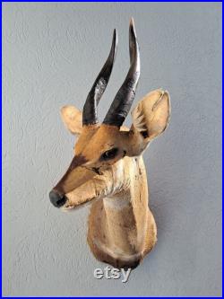 Taxidermie de Guib harnaché Bushbuck Tragelaphus scriptus Taxidermie de Guib harnaché Bushbuck Tragelaphus scriptus