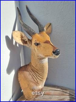 Taxidermie de Guib harnaché Bushbuck Tragelaphus scriptus Taxidermie de Guib harnaché Bushbuck Tragelaphus scriptus