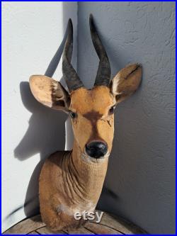 Taxidermie de Guib harnaché Bushbuck Tragelaphus scriptus Taxidermie de Guib harnaché Bushbuck Tragelaphus scriptus