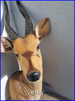 Taxidermie de Guib harnaché Bushbuck Tragelaphus scriptus Taxidermie de Guib harnaché Bushbuck Tragelaphus scriptus
