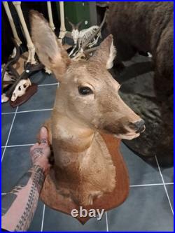 Taxidermie de chevreuil Capreolus capreolus #L1712(2)