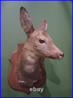 Taxidermie de chevreuil Capreolus capreolus #L1712(2)
