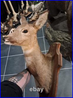 Taxidermie de chevreuil Capreolus capreolus #L1712(2)