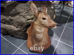 Taxidermie de chevreuil Capreolus capreolus #L1712(2)