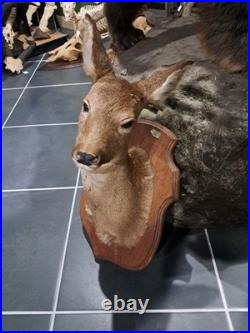Taxidermie de chevreuil Capreolus capreolus #L1712(2)