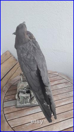 Taxidermie de corbeau brun Corvus ruficollis