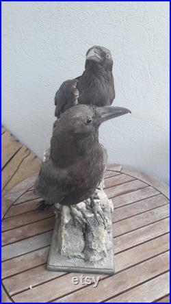 Taxidermie de corbeau brun Corvus ruficollis
