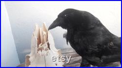 Taxidermie de corneille noire sur crâne de bélier Corvus corone