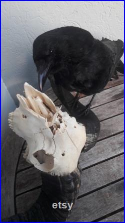 Taxidermie de corneille noire sur crâne de bélier Corvus corone