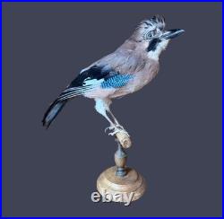 Taxidermie de geai des forêts