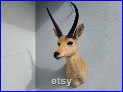 Taxidermie de grand Cobe des roseaux Redunca arundinum