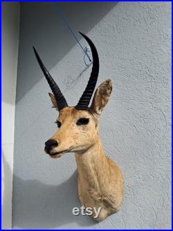 Taxidermie de grand Cobe des roseaux Redunca arundinum