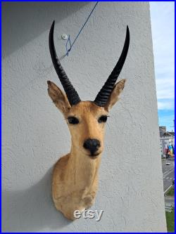 Taxidermie de grand Cobe des roseaux Redunca arundinum