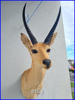 Taxidermie de grand Cobe des roseaux Redunca arundinum