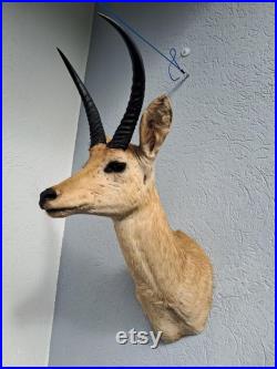 Taxidermie de grand Cobe des roseaux Redunca arundinum