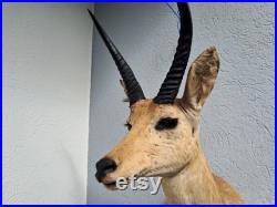 Taxidermie de grand Cobe des roseaux Redunca arundinum