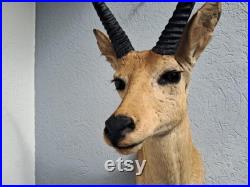 Taxidermie de grand Cobe des roseaux Redunca arundinum