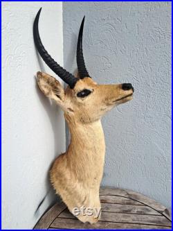 Taxidermie de grand Cobe des roseaux Redunca arundinum