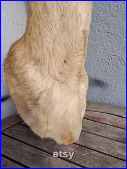 Taxidermie de grand Cobe des roseaux Redunca arundinum
