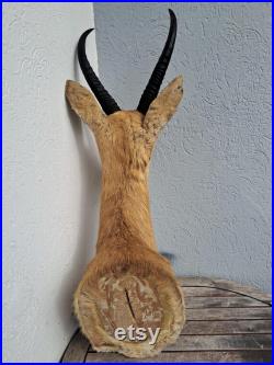 Taxidermie de grand Cobe des roseaux Redunca arundinum