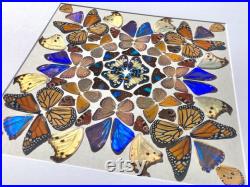 Taxidermie des papillons réelle Art mural papillon encadré Bizarreries et curiosités Taxidermie des insectes Techniques mixtes Grand art mural encadré