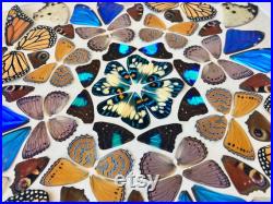 Taxidermie des papillons réelle Art mural papillon encadré Bizarreries et curiosités Taxidermie des insectes Techniques mixtes Grand art mural encadré