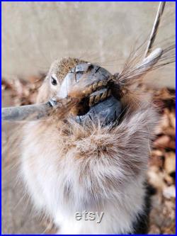 Taxidermie écureuil roux Viking barbu