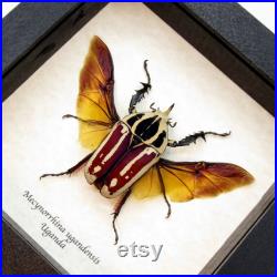 Taxidermie encadrée par le scarabée Mecynorrhina ugandensis