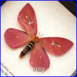 Taxidermie encadrée rare de papillon rose Cerodirphia avenata femelle