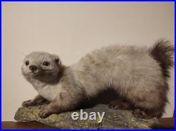 Taxidermie fouine sur ardoise