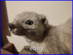 Taxidermie fouine sur ardoise