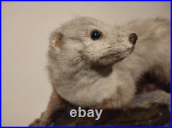 Taxidermie fouine sur ardoise