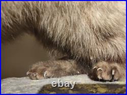 Taxidermie fouine sur ardoise