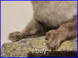Taxidermie fouine sur ardoise