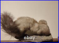 Taxidermie fouine sur ardoise