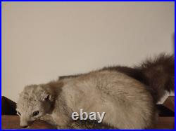 Taxidermie fouine sur ardoise