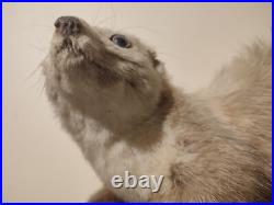 Taxidermie fouine sur ardoise