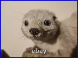 Taxidermie fouine sur ardoise