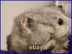 Taxidermie fouine sur ardoise
