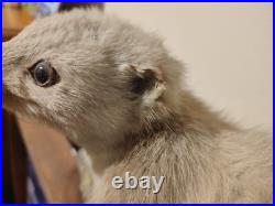 Taxidermie fouine sur ardoise