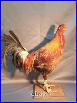 Taxidermie grand coq doré haut 60cm