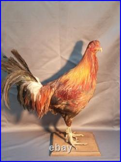 Taxidermie grand coq doré haut 60cm