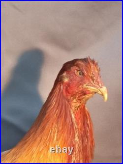 Taxidermie grand coq doré haut 60cm