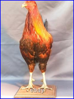 Taxidermie grand coq doré haut 60cm
