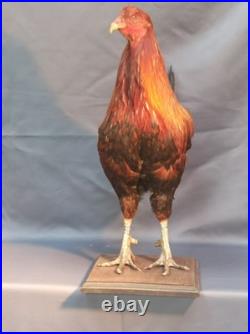 Taxidermie grand coq doré haut 60cm