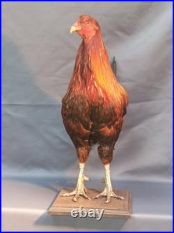 Taxidermie grand coq doré haut 60cm
