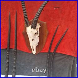 Taxidermie, grand trophée oryx extrêmement RARE anomalie d'une corne